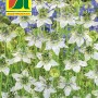 Austrosaat Schwarzkümmel Saatgutpackung mit weißen Blüten und grünen Stielen.