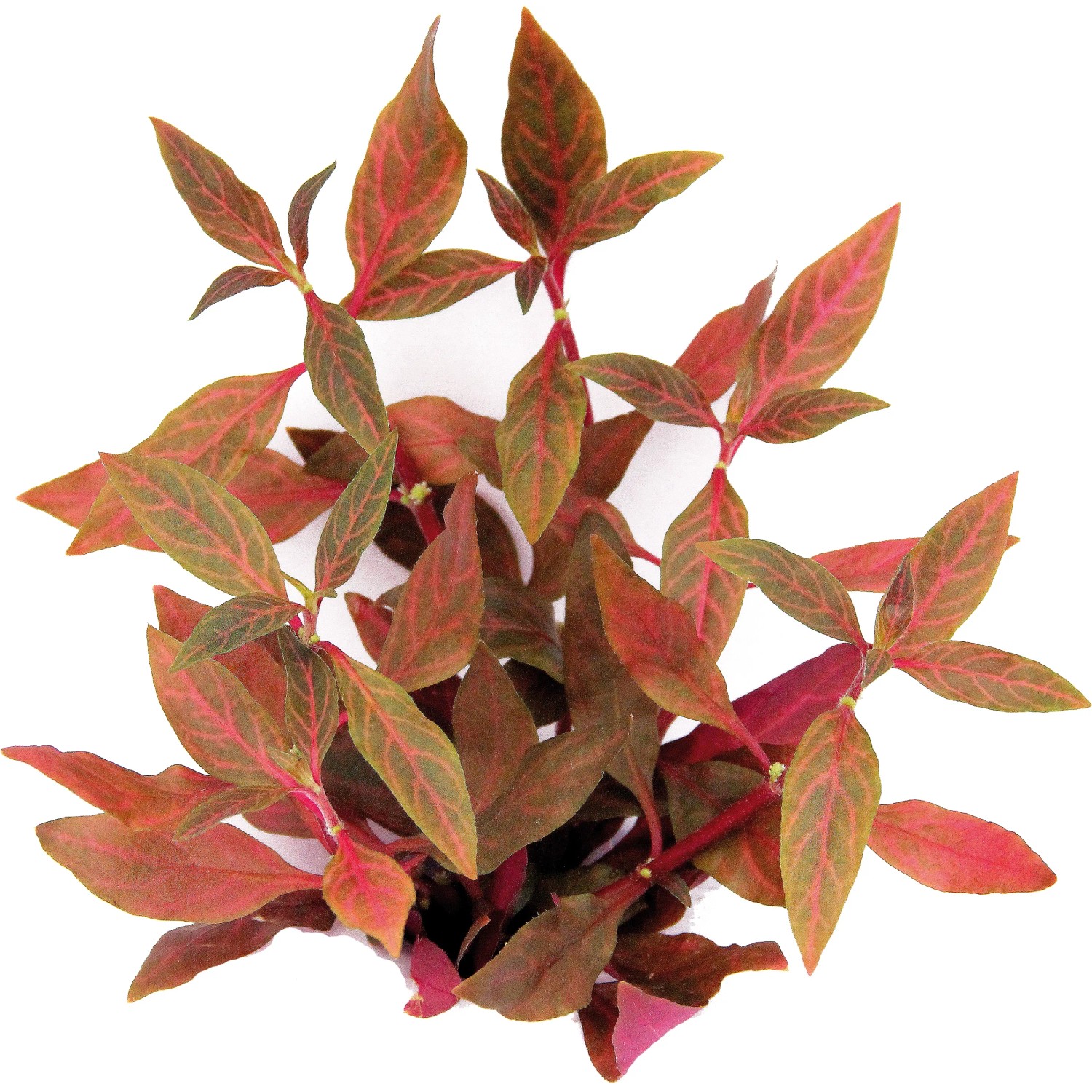 Dennerle Aquariumpflanze Alternanthera Reineckii Red Ruby mit roten Blättern.