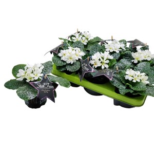 GROW by OBI Stern-Primel Starfever, geglittert, weiße Blüten im Topf, Frühjahrsbepflanzung.