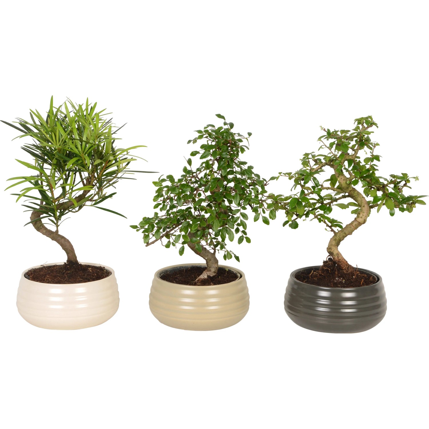large artificial bonsai tree Outdoor Cypress Bonsai Tree in Grow Pot 66