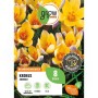 Gelbe Krokus Advance Blumenzwiebeln, 8 Stück, ideal für den Frühling.