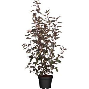 Fasanenspiere "Midnight" Weiß Höhe ca. 50 - 60 cm Topf ca. 5 l Physocarpus