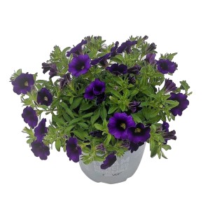 Zauberglöckchen Calibrachoa im Topf, violette Blüten, Balkonpflanze.
