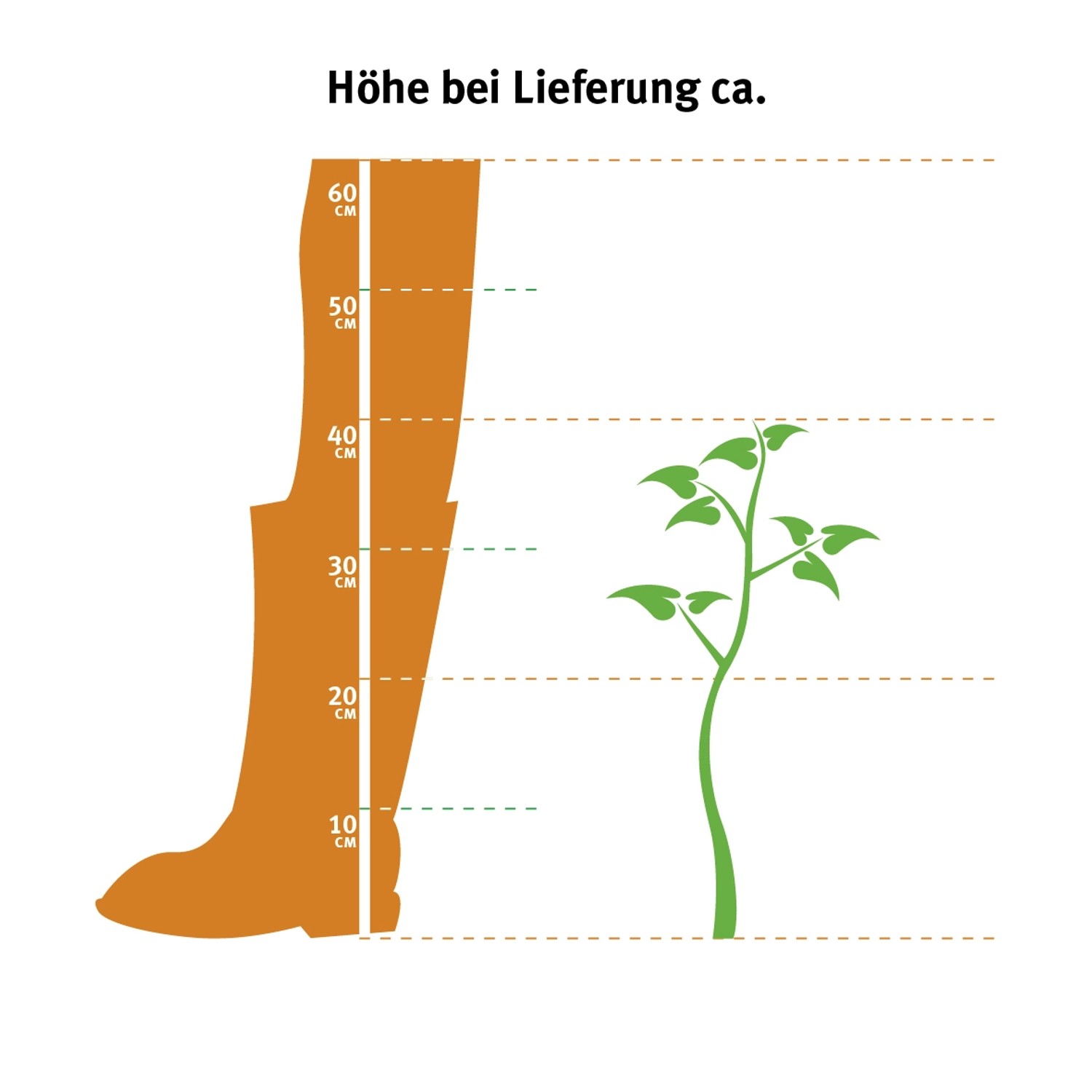 Illustration: Kirschlorbeer Ani (Prunus) - Wachstumshöhe ca. 50-60cm im 5l Topf.