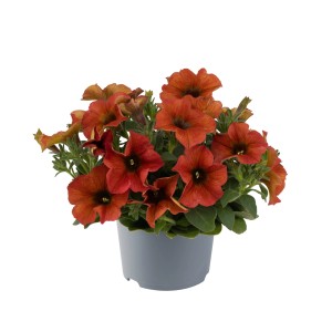 Petchoa Beautical im Topf, orangefarbene Sommerblume für Balkon und Garten.