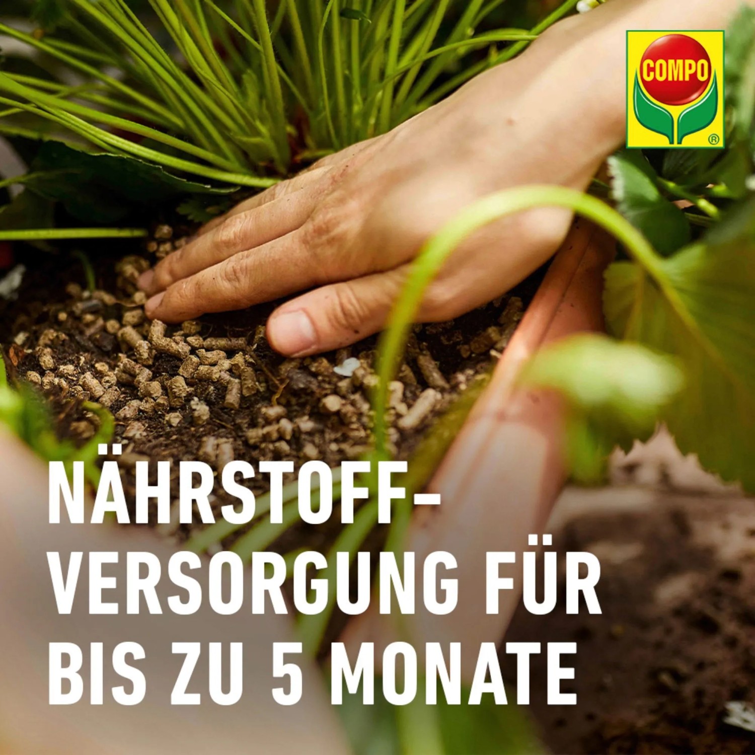 dünger für paprika und tomaten TerraDomi Tomatendünger 1 Liter Flüssigdünger Konzentrat – TerraDomi  Onlineshop