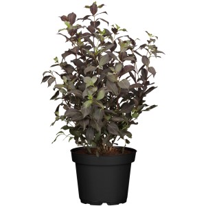 Weigela Alexandra im Topf: Dunkelrosa Weigelie mit purpurrotbraunen Blättern, ca. 40-60 cm hoch.