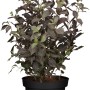 Weigela Alexandra im Topf: Dunkelrosa Weigelie mit purpurrotbraunen Blättern, ca. 40-60 cm hoch.