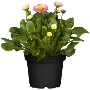 Rosa Gänseblümchen im Topf, eine frühlingshafte Dekoration für Beet oder Kübel.