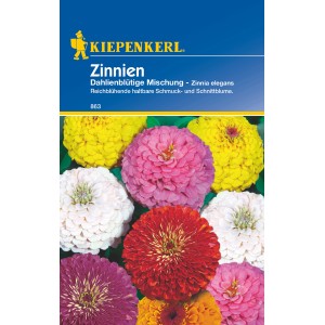 Kiepenkerl Zinnien Dahlienblütige Mischung Samen mit bunten Zinnienblüten.