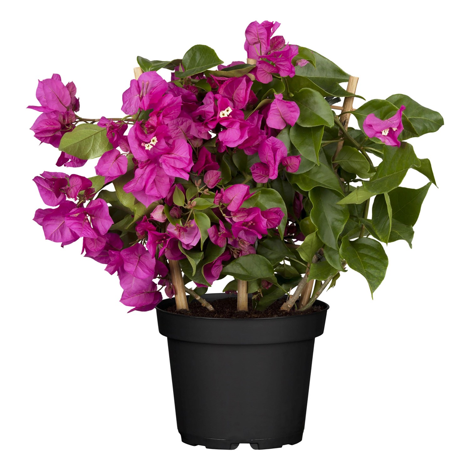 Bougainvillea kaufen bei OBI