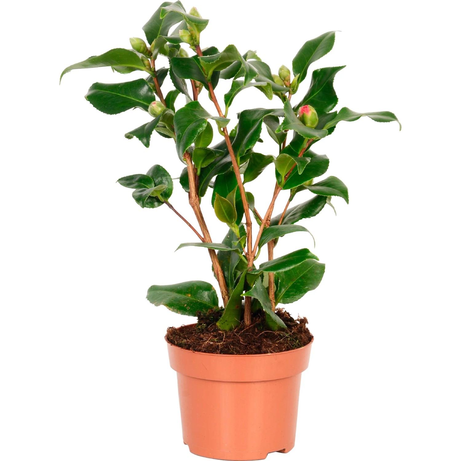 Kamelie "Dr. King" Hhe ca. 35 - 40 cm Topf- ca. 13 cm Camellia japonica  kaufen bei OBI