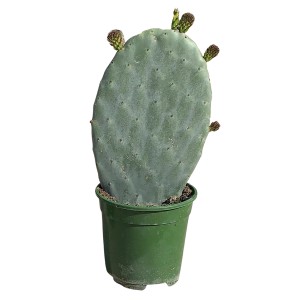 Feigenkaktus (Opuntia vulgaris) im Topf, ca. 10-20 cm hoch. Kübelpflanze mit flachen Triebsegmenten.