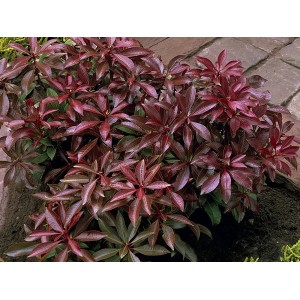 Schattenglöckchen 'Mountain Fire' mit roten Blättern im Topf, ca. 30-40 cm hoch.