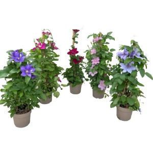 Verschiedenfarbige Waldreben (Clematis Hybriden) als Pyramide im Topf, Höhe 70 cm.