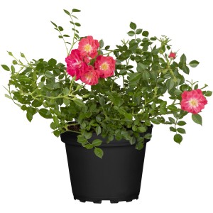 Beetrose Bees Birds Butterflies im 3 l Topf, ca. 20-30 cm hoch, mit pinkfarbenen Blüten.