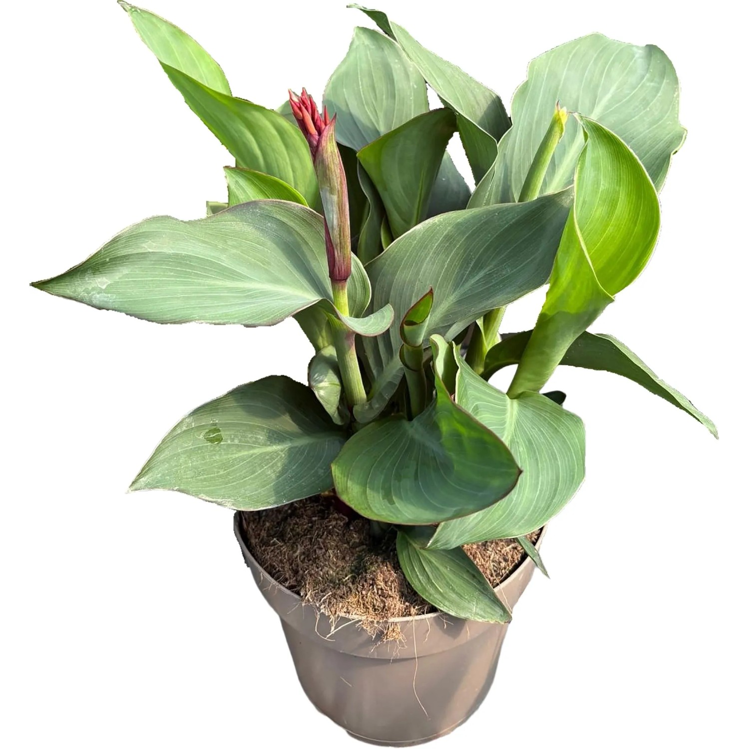 GROW by OBI Blumenrohr Cannova T27 Hhe 50 cm Canna kaufen bei OBI