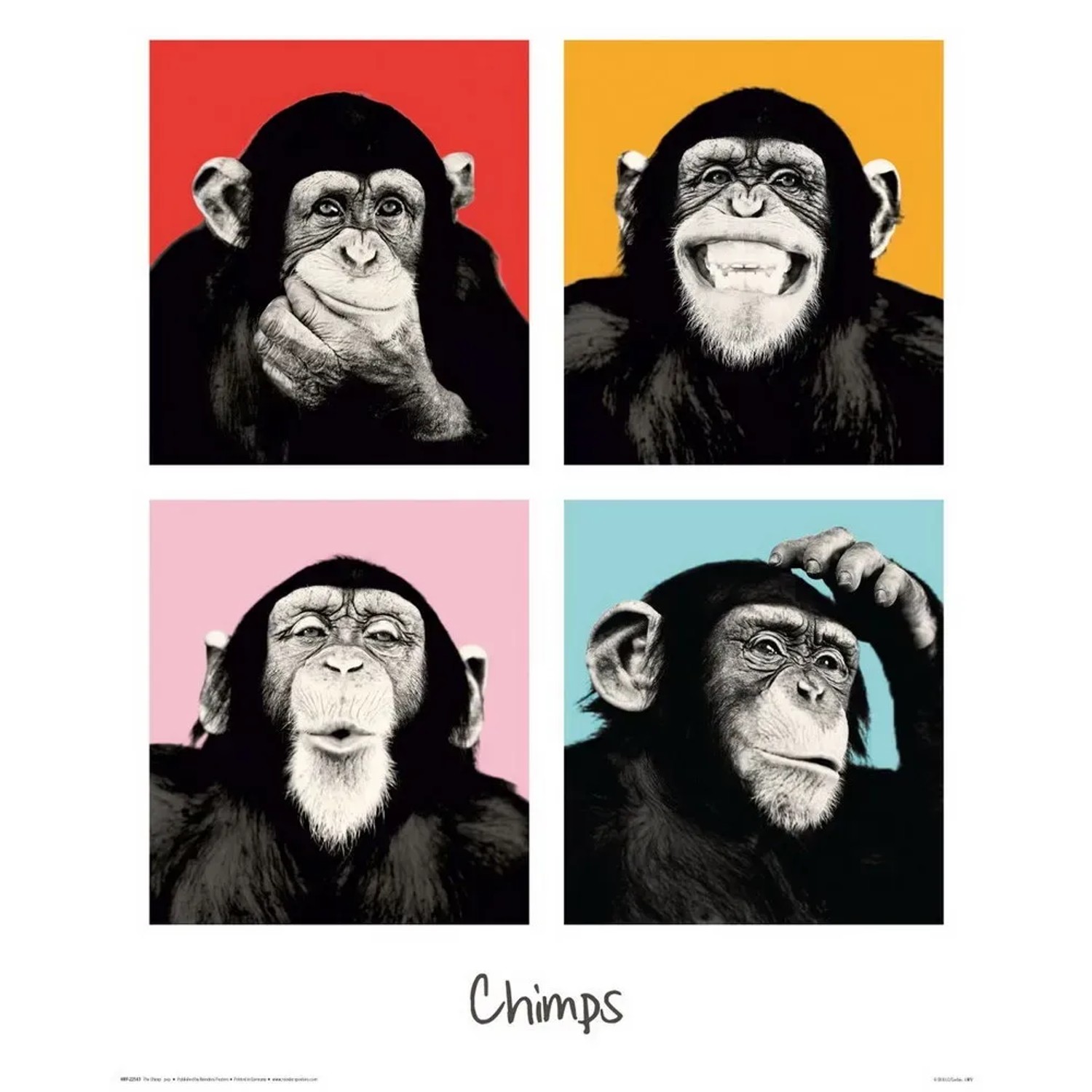 Fertigbild Deco Panel mit vier Schimpansen-Motiven auf farbigem Hintergrund, 40x50 cm.