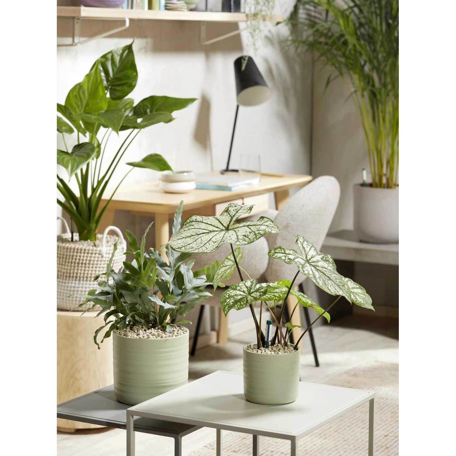 philodendron pot Philodendron Autumn main image 0