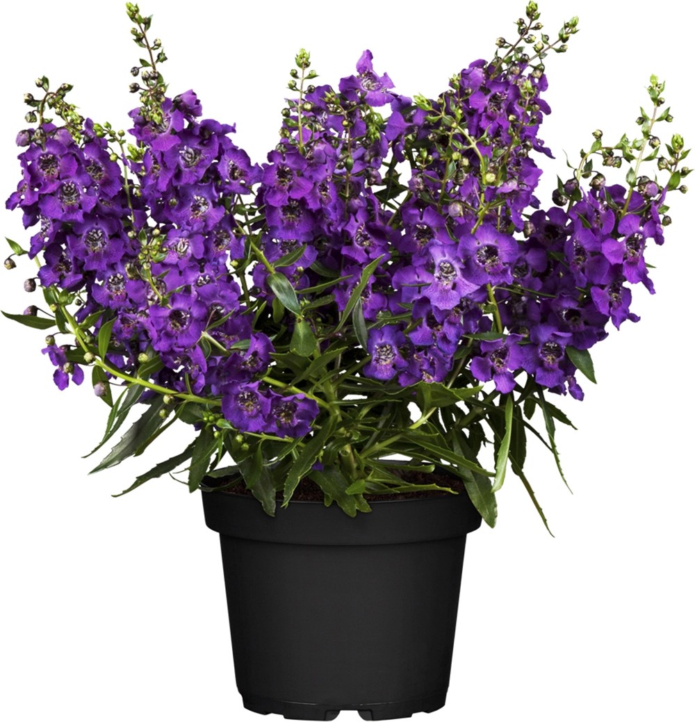 Engelsgesicht Trio Höhe ca. 20 40 cm TopfØ ca. 19 cm Angelonia
