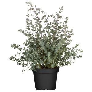Eukalyptus Busch (Eucalyptus gunnii) im Topf, ca. 80-100cm hoch, für Kübelbepflanzung.
