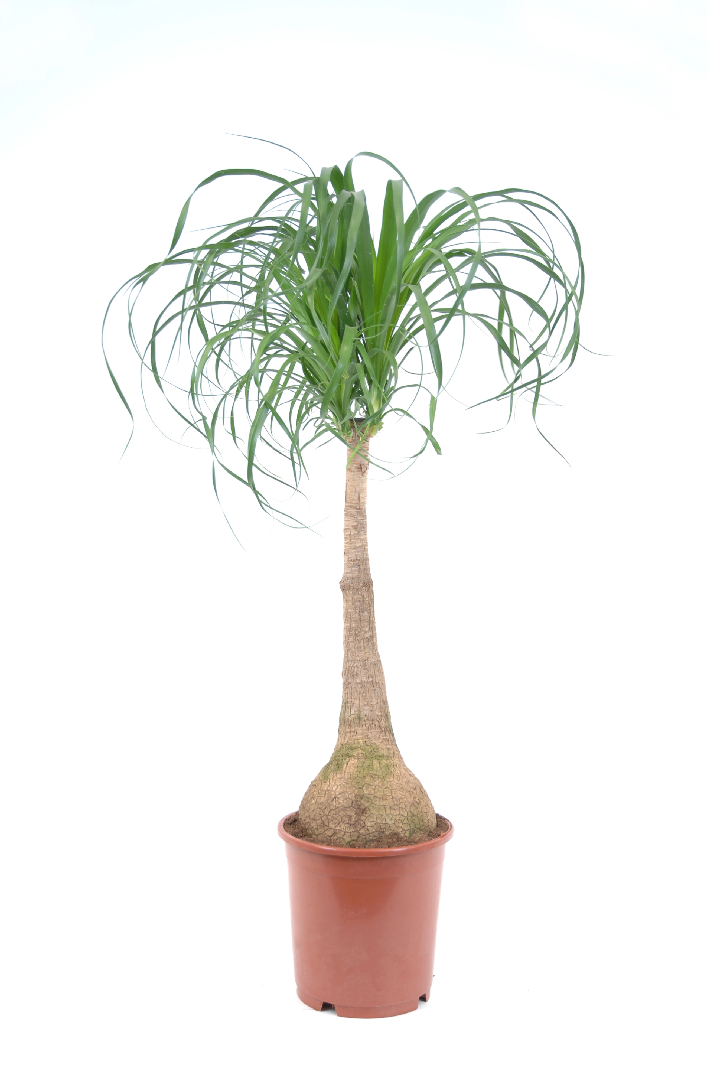 Elefantenfuß Höhe ca. 90 95 cm TopfØ ca. 24 cm Beaucarnea recurvata