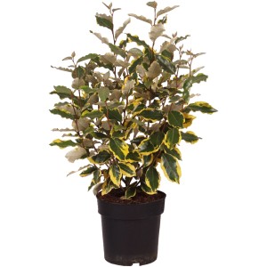 GROW by OBI Silber Ölweide Viveleg H ca. 60cm Topf 4,5l Elaeagnus pungens