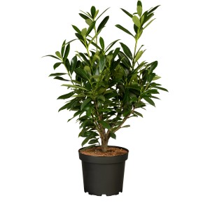 Kirschlorbeer "Genolia" Set à 45 Stück Höhe ca. 60 - 80 cm Prunus laurocerasus