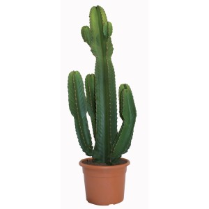 Wolfsmilchgewächs Mix im Topf (Ø 40cm). Sukkulente Zimmerpflanze, pflegeleicht und sonnenverträglich.