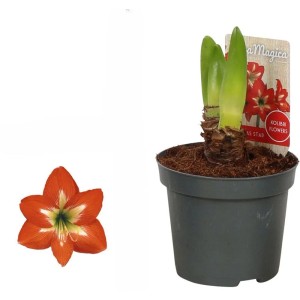 Amaryllis gestreift Topf-Ø ca. 12 cm Hippeastrum