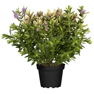 Strauchveronika Quattro im Topf, Hebe andersonii mit vier verschiedenen Blütenfarben.