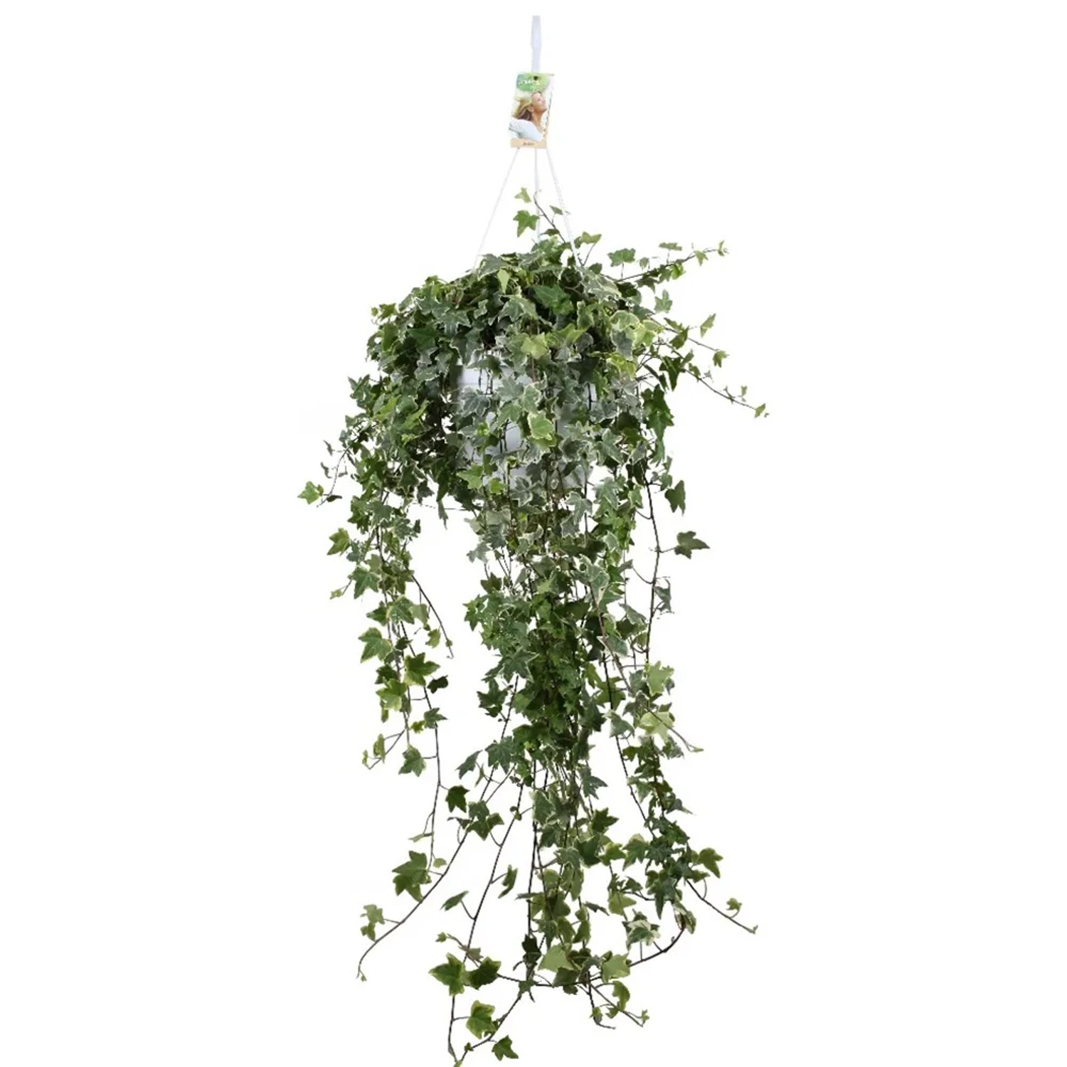 kunstpflanze magnolie Yulan Magnolie Kunstpflanze kaufen | VASANTA