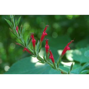 Nahaufnahme von Ananas-Salbei (Salvia) mit roten Blüten, Topf-Ø ca. 12 cm, Küchenkräuter.