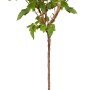 GROW by OBI Bio Johannisbeere Schwarz im Topf, ca. 60-80cm hoch.