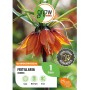Kaiserkrone Aurora Orange, 80cm, Fritillaria imperialis Blumenzwiebel von GROW by OBI.
