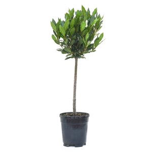 GROW by OBI Echter Lorbeer Ministamm im Topf, ca. 30 cm hoch. Kübelpflanze mit grünen Blättern.