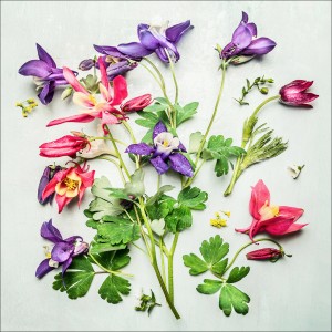 Pro-Art Glasbild Flower Collection V 20 cm x 20 cm x 1,3 cm