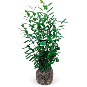 Kirschlorbeer "Novita" Set à 30 Stück Höhe ca. 125 - 150 cm Prunus laurocerasus