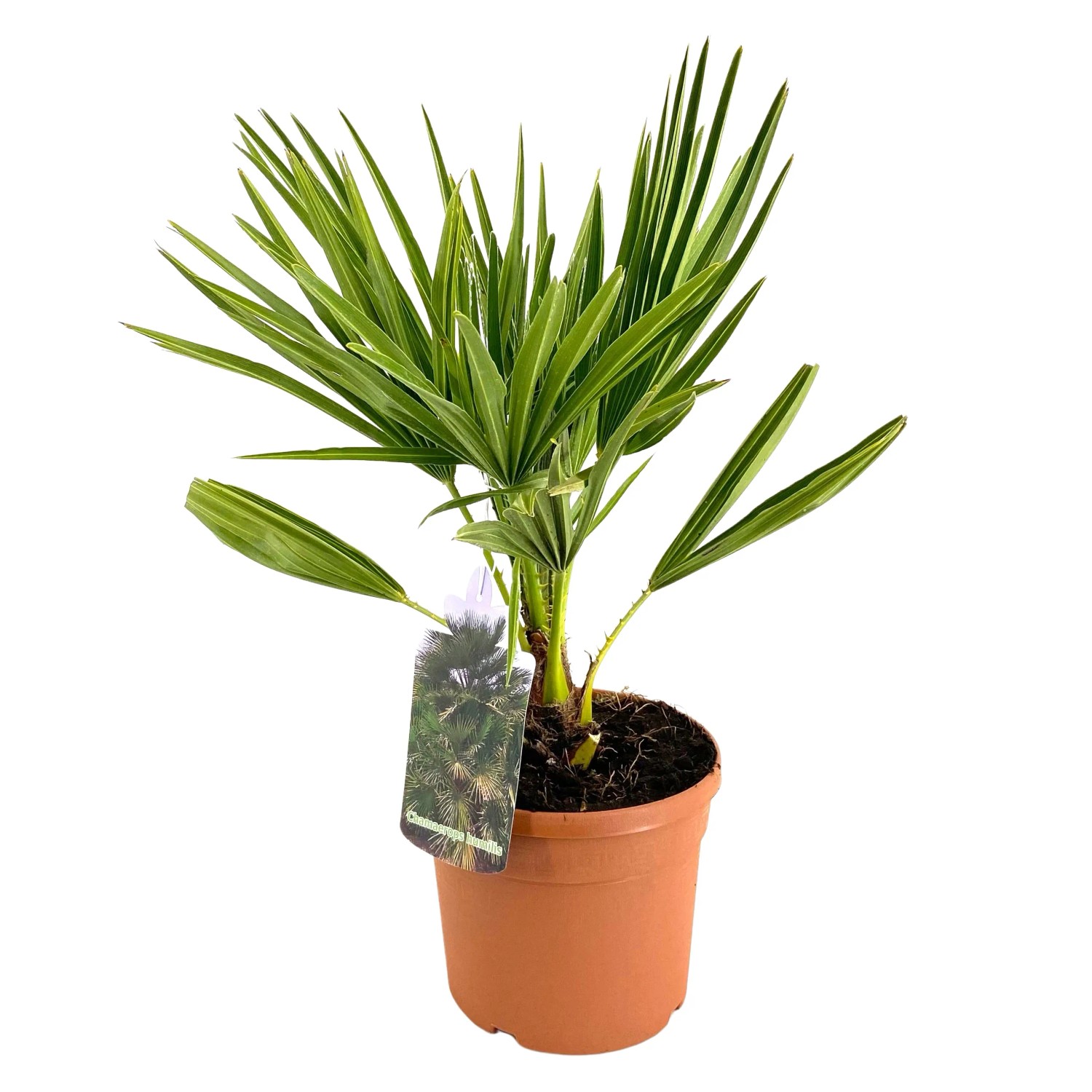 GROW by OBI Zwergpalme Höhe ca. 30