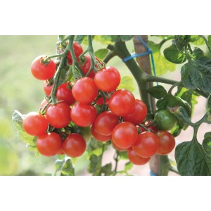 Strauch mit reifen, roten Blu Bio-Cherry-Tomaten Pepe.