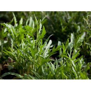 Frische, grüne OBI Rucola Wilde Rauke Grazia im Topf, ideal für Salatdressings.