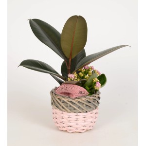 Pflanzen-Arrangement im rosa Korb: Birkenfeige & Flammendes Käthchen. Bepflanzte Schale für Innen.
