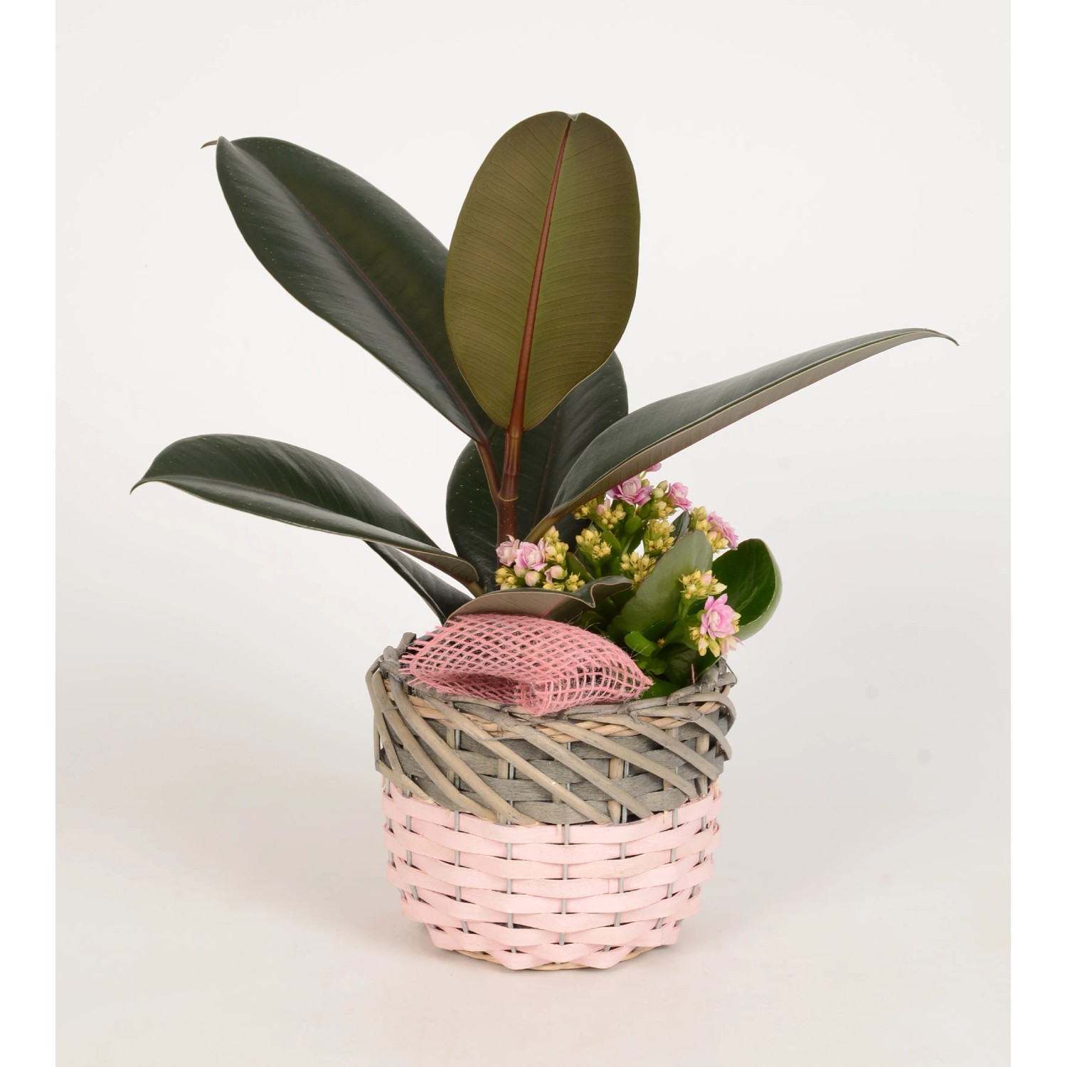 bonsai scissors Bonsaify