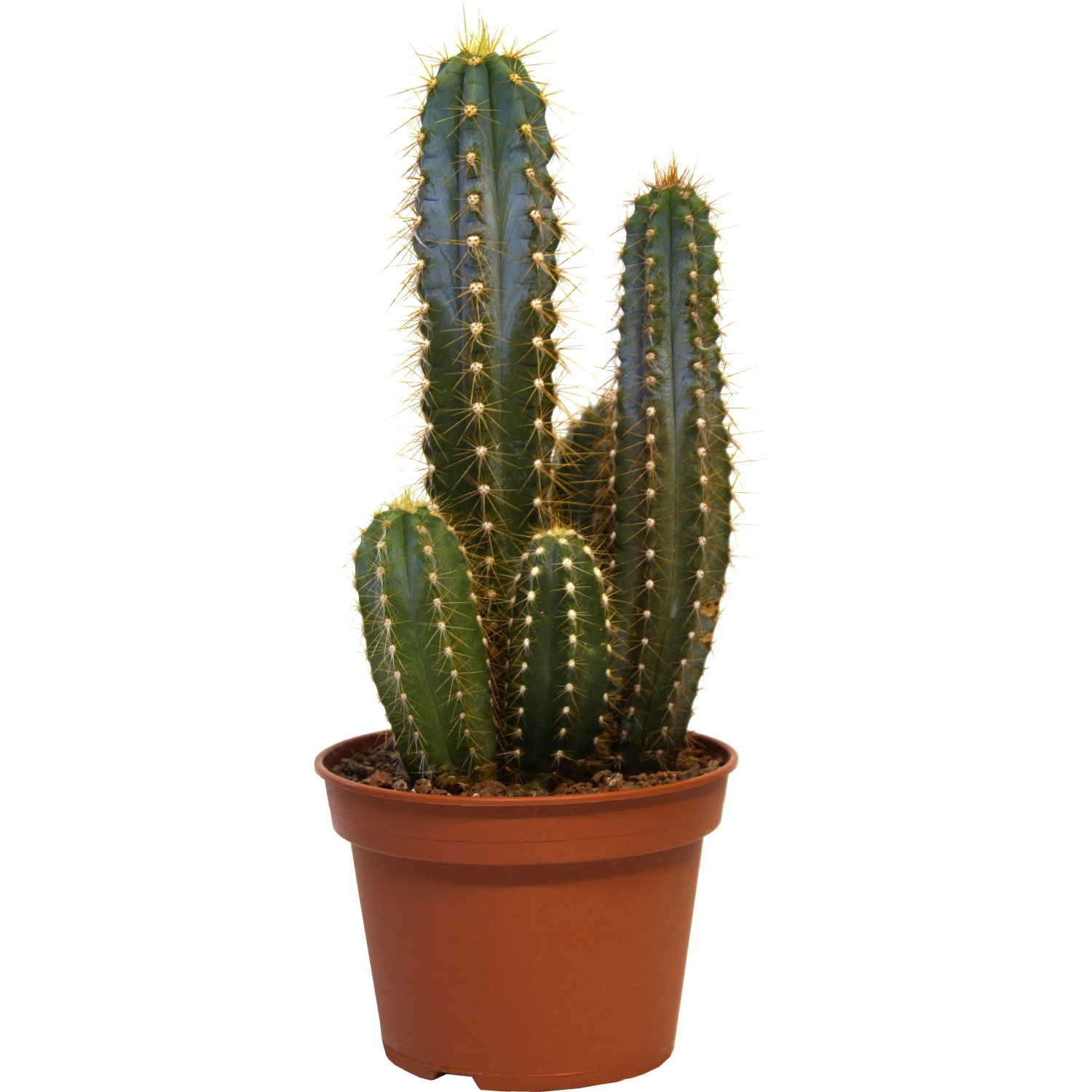 Kakteen-Mix aus Teneriffa Topf- ca. 15 cm kaufen bei OBI