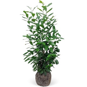 Kirschlorbeer "Novita" Set à 15 Stück Höhe ca. 175 - 200 cm Ballenware Prunus