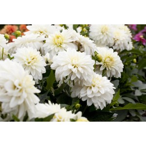 Nahaufnahme der weißen Blüten der GROW by OBI Scharlach-Dahlie im Topf.