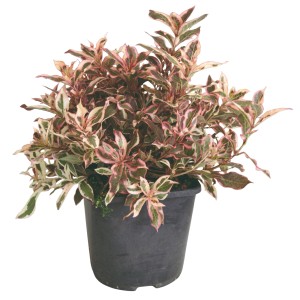 Buntlaubige Weigelie 'All Summer Monet' im Topf, rosa-weiße Blüten. Ideal für Kübel und Garten.