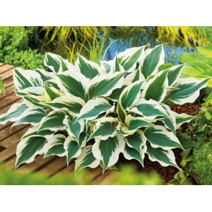 Funkie (Hosta) 'GROW by OBI', weiß-bunte Blätter im Topf, ca. 13 cm Topf-Ø.