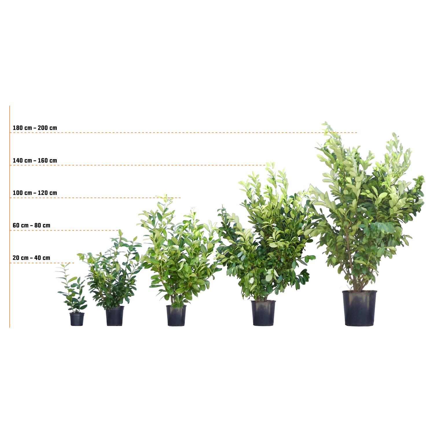 Kirschlorbeer 'Ani', verschiedene Größen im Topf, von klein bis groß, als Heckenpflanze oder Kübelpflanze.