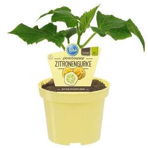 Blu Zitronengurke im Topf (Ø 12cm). Fruchtgemüse mit gelben, zitronenförmigen Früchten.
